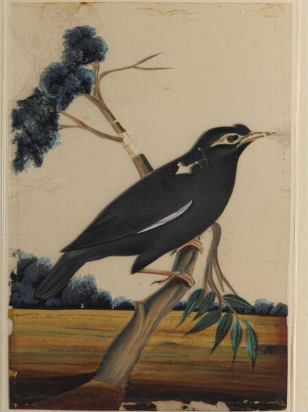 Unknown, One of nine drawings of birds.