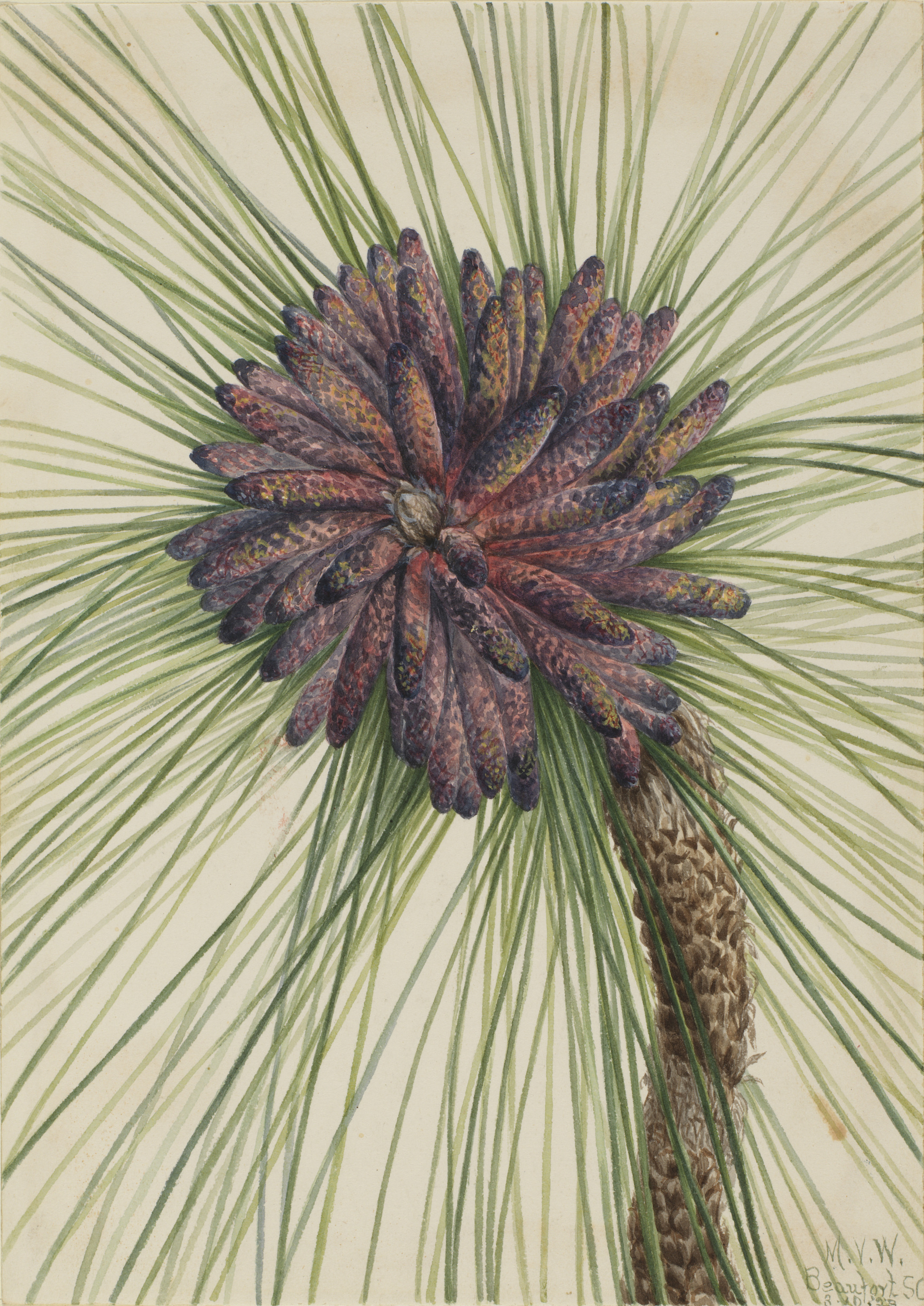 Mary Vaux Walcott, Longleaf Pine (Pinus palustris)