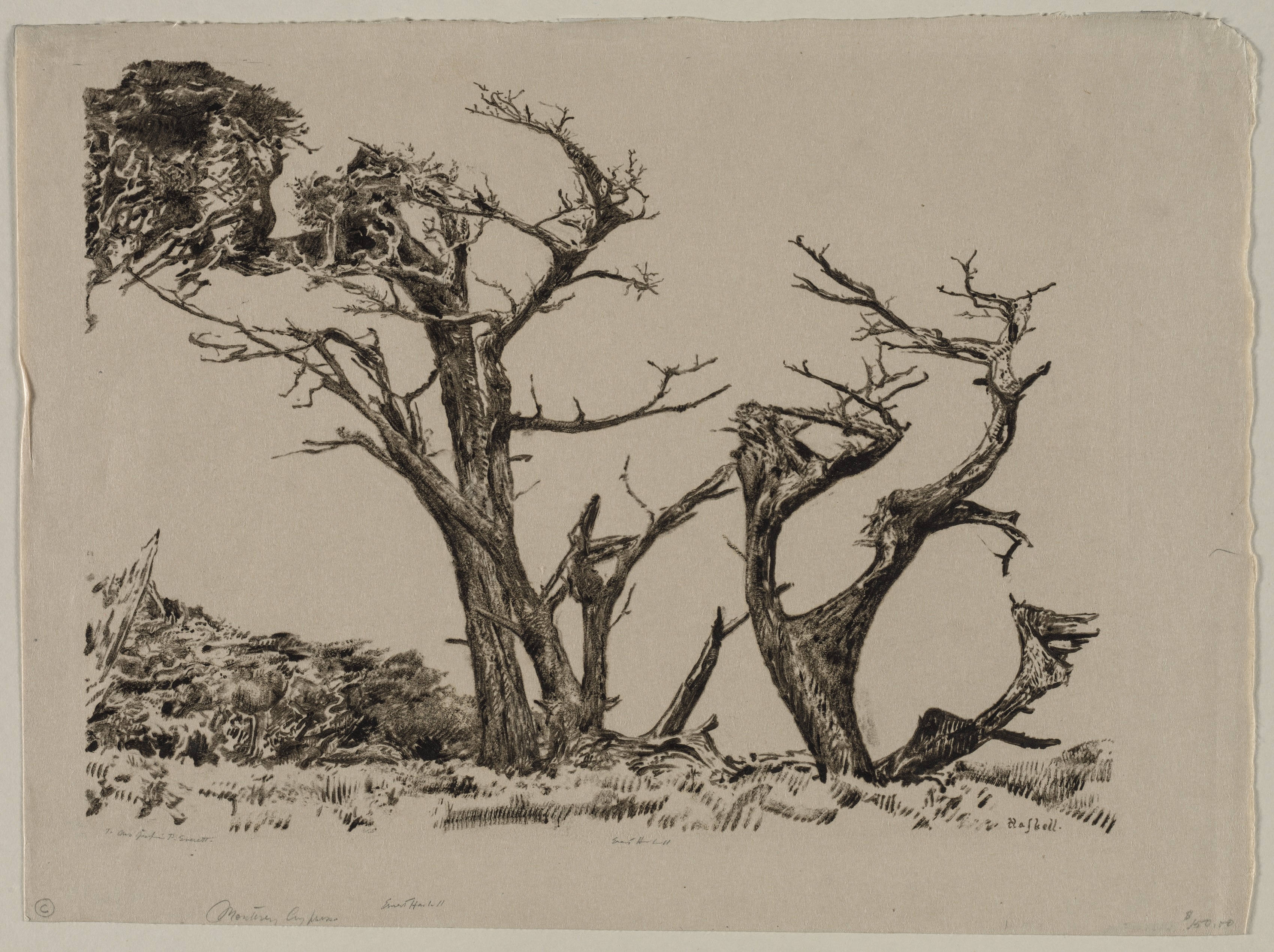 Ernest Haskell, Monterey Cypress