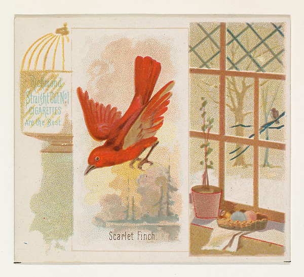 Allen & Ginter, Scarlet Finch, from the Song Birds of the World series (N42) for Allen & Ginter Cigarettes