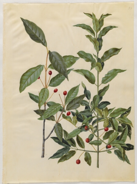 Hans Simon Holtzbecker, Euonymus latifolius (bredbladet benved); Euonymus europaeus (almindelig benved)