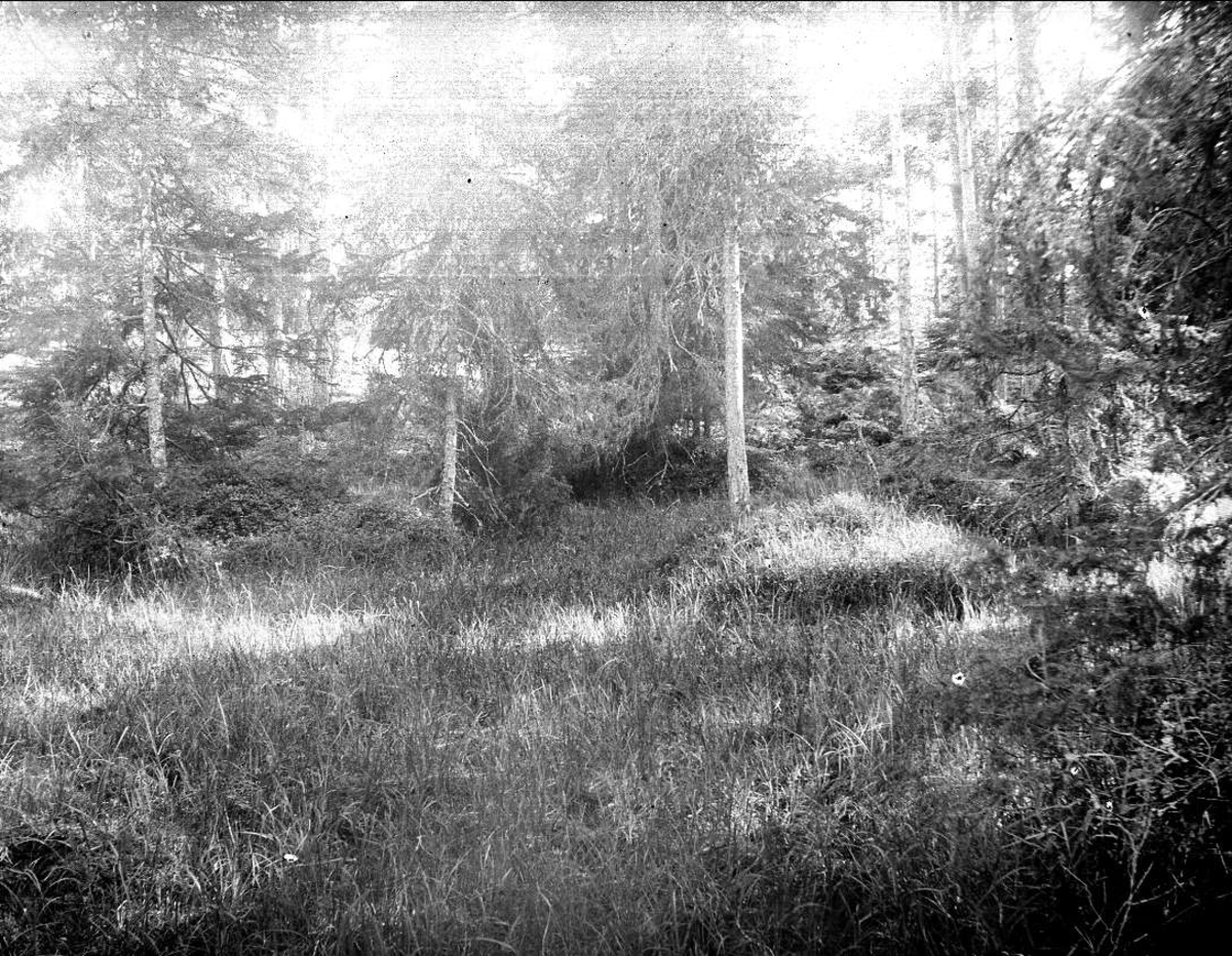 August Fredrik Schagerström, Skogsmark nära Öregrund, Uppland i juli 1924