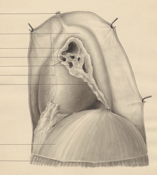 J Tinkelenberg, Part of the heart and circulatory system