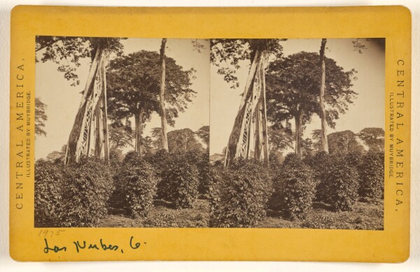 Eadweard J. Muybridge, Las Nubes, Matapala Tree.