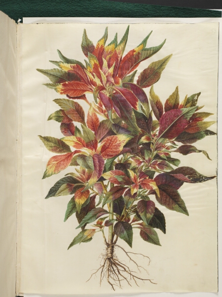 Hans Simon Holtzbecker, Amaranthus tricolor (papegøje-amarant)