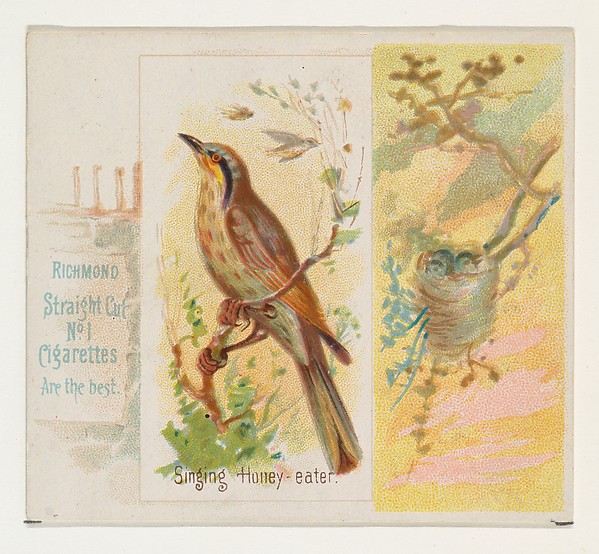 Allen & Ginter, Singing Honey-eater, from the Song Birds of the World series (N42) for Allen & Ginter Cigarettes