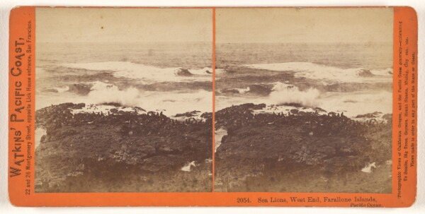Carleton Watkins, Sea Lions, West End, Farallone [sic] Islands, Pacific Ocean.
