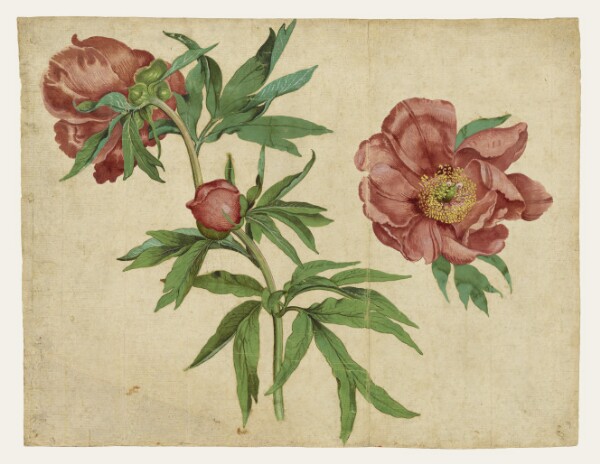 Martin Schongauer, Studies of Peonies