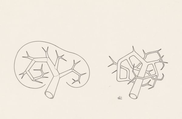 J Tinkelenberg, Vascular branches