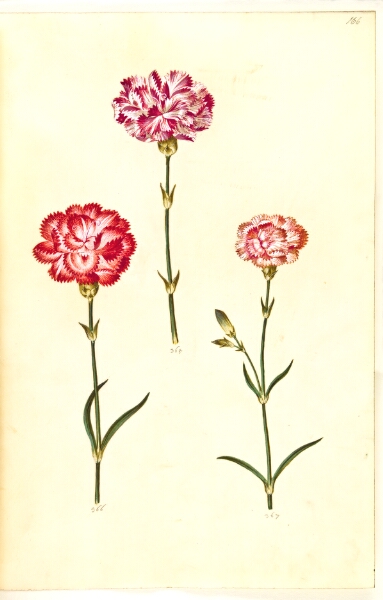 Hans Simon Holtzbecker, Dianthus caryophyllus (have-nellike)