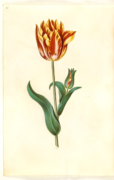 Hans Simon Holtzbecker, Tulipa gesneriana (have-tulipan)