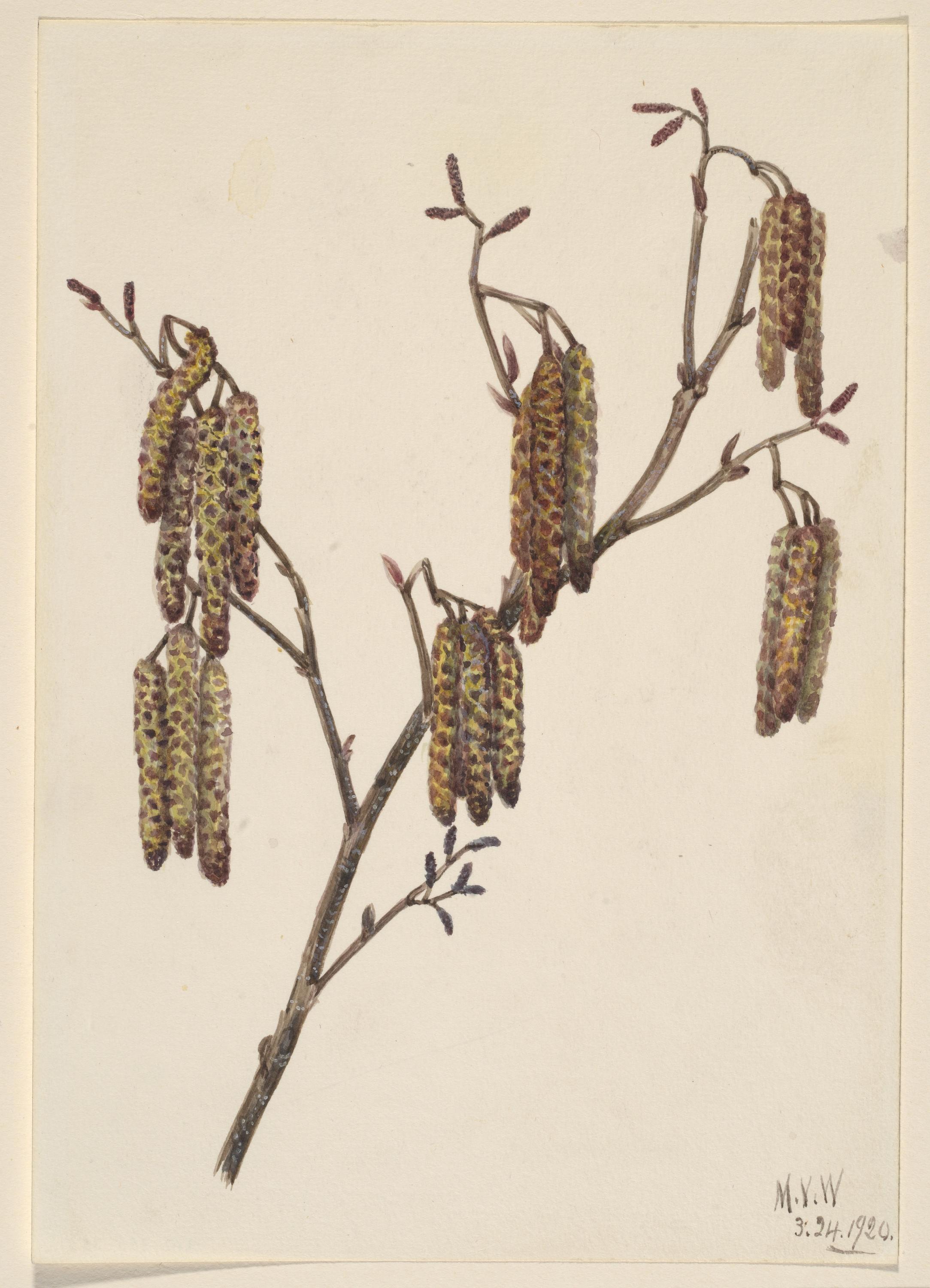 Mary Vaux Walcott, Hazel Alder (Alnus regosa)
