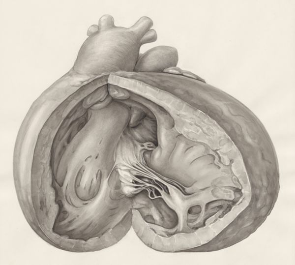 H.G Wetselaar, Heart