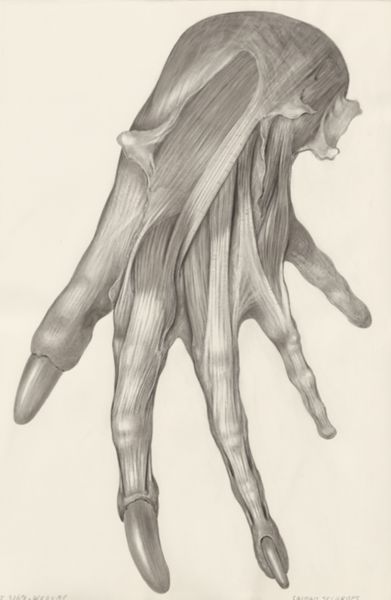 H.G Wetselaar, Muscular tissue of a lizards upper extremities