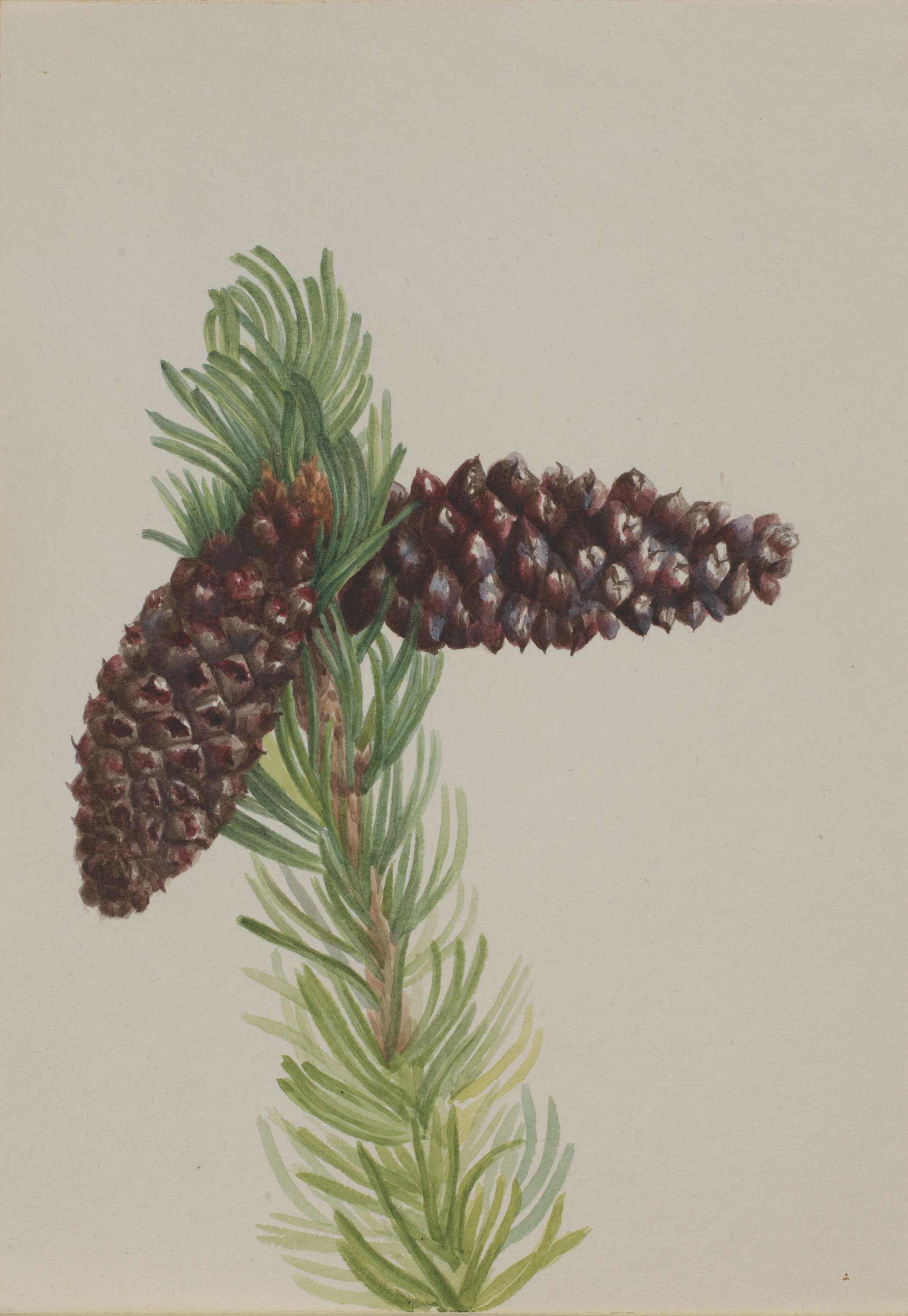 Mary Vaux Walcott, Bristle-Cone Pine (Pinus aristata)