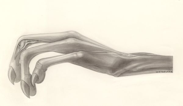 H.G Wetselaar, Muscular tissue of the hand