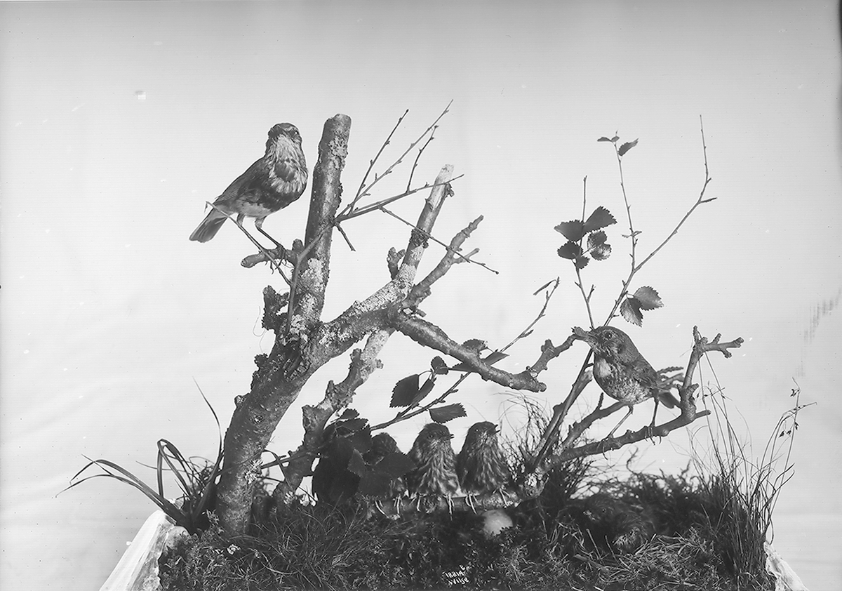 Anders Beer Wilse, Prot: Fugler for Tøien Museet