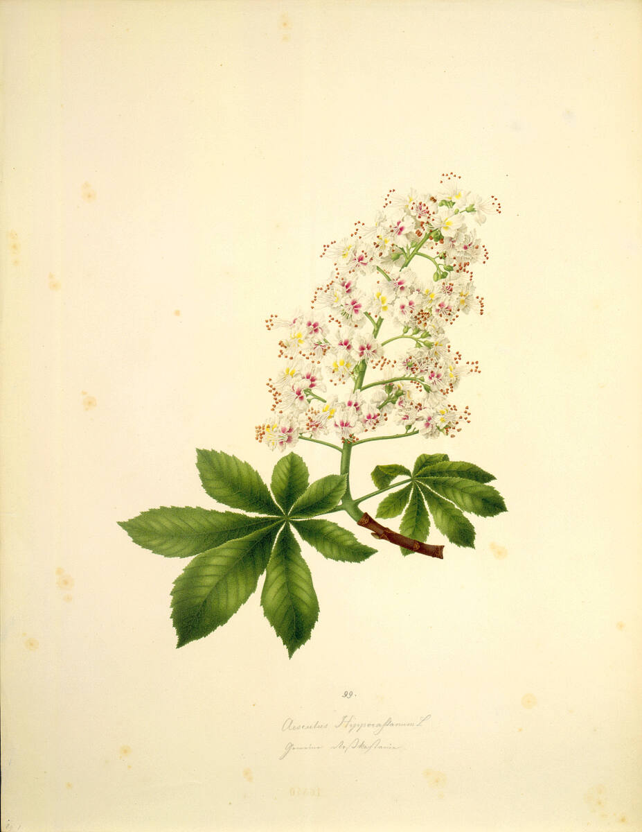 AugustRokert, Aesculus Hippocastanum L - Gewöhnliche Rosskastanie