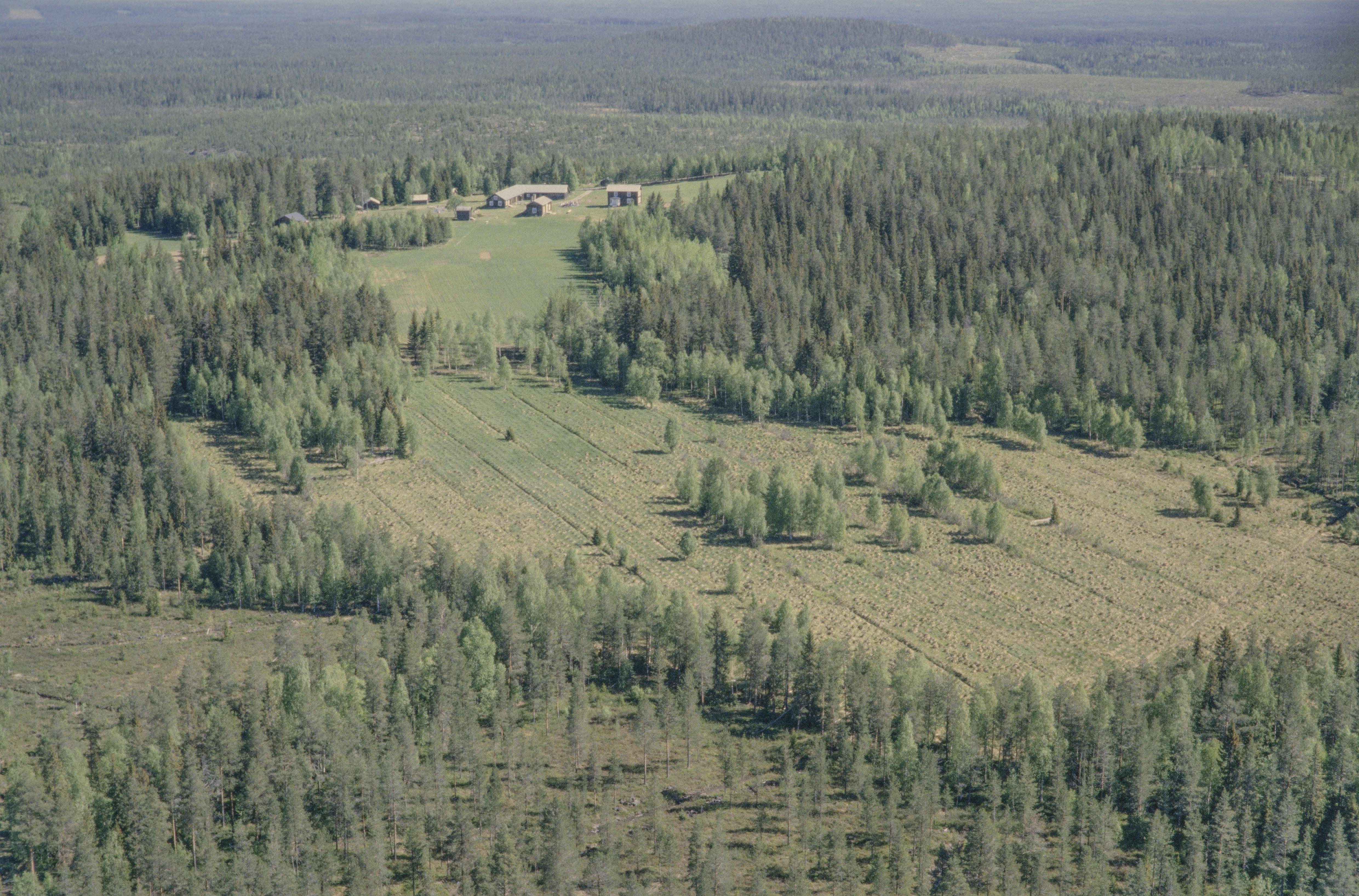 Jan Norrman, Rismyrliden