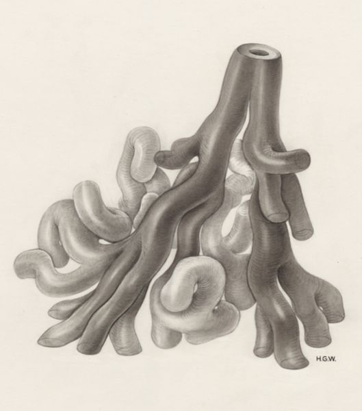 H.G Wetselaar, Circulatory system