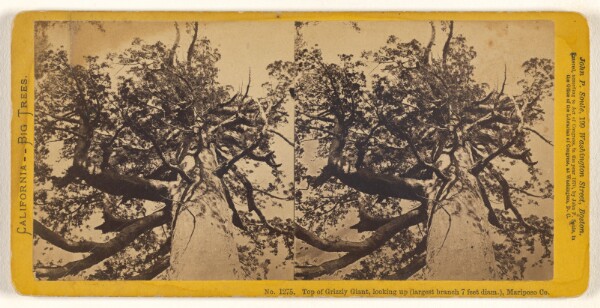 John P. Soule, Top of Grizzly Giant, lookng up (largest branch 7 feet diam.), Mariposa Co.