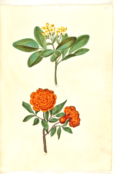 Hans Simon Holtzbecker, Jasminum odoratissimum (stue-jasmin); Punica granatum (granatæble)
