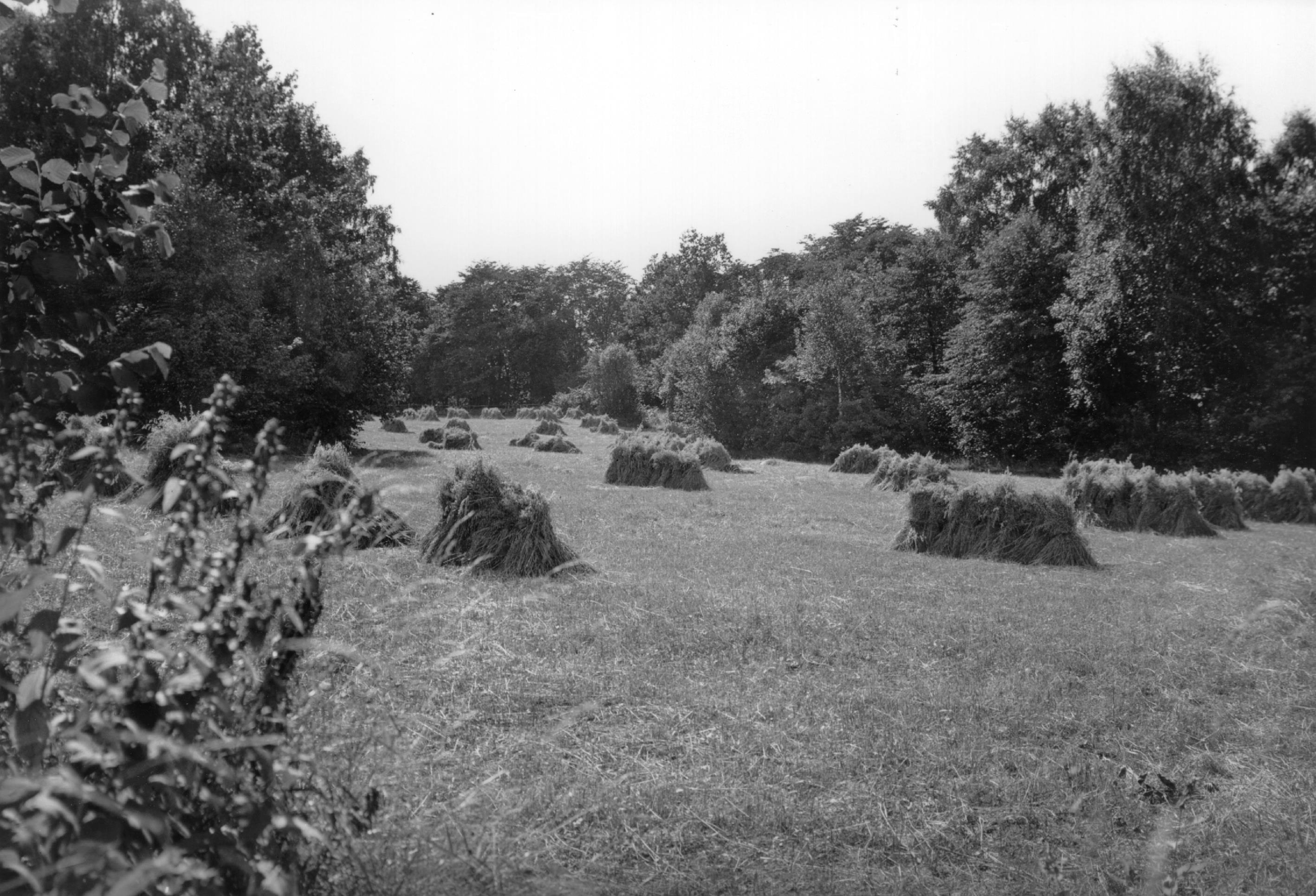 Mårten Sjöbeck, Mösseberg
