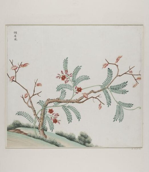 Unknown, Jin pin feng