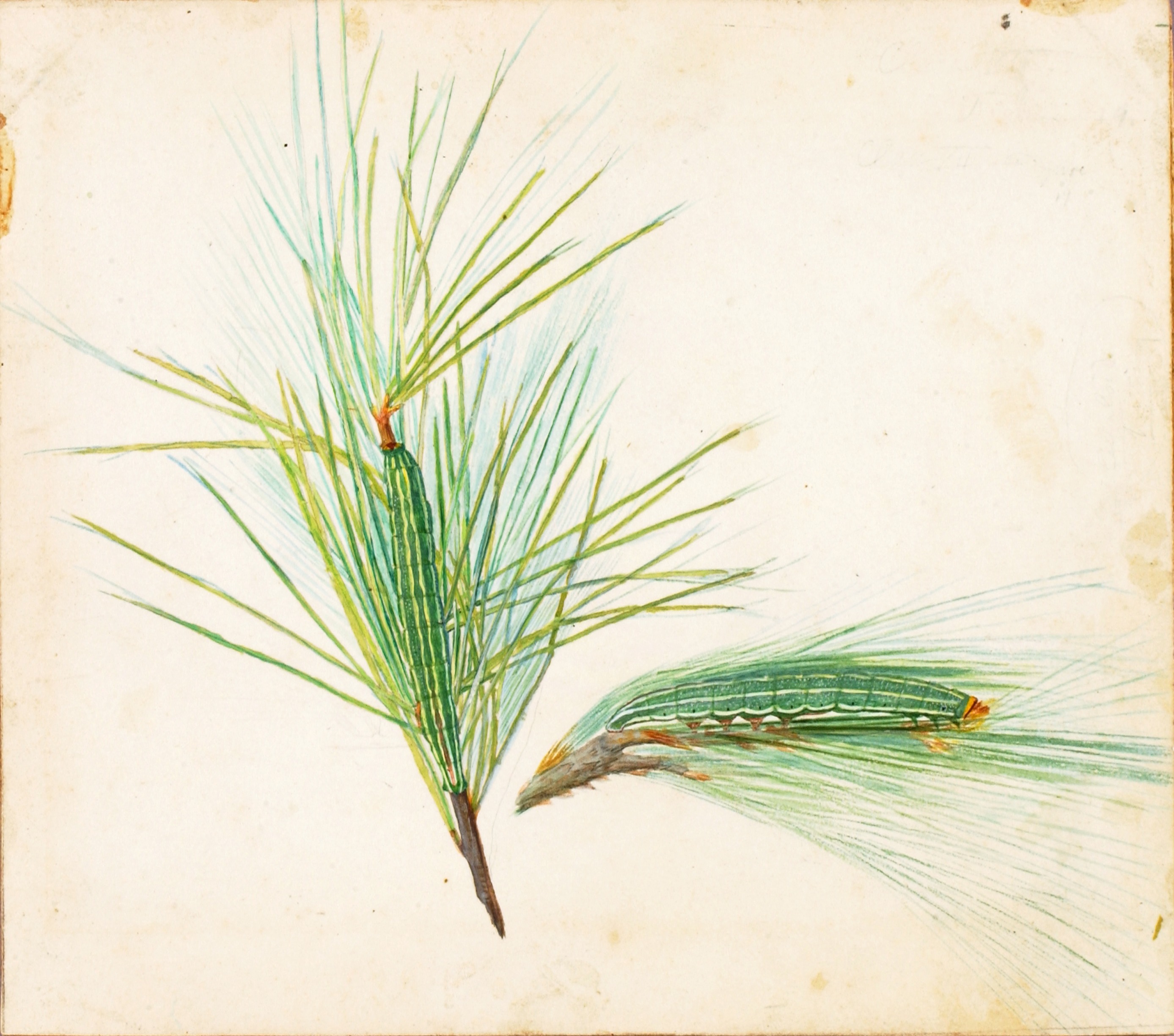 Gerald H. Thayer, Pine-Tuft Caterpillar, study for book Concealing Coloration in the Animal Kingdom