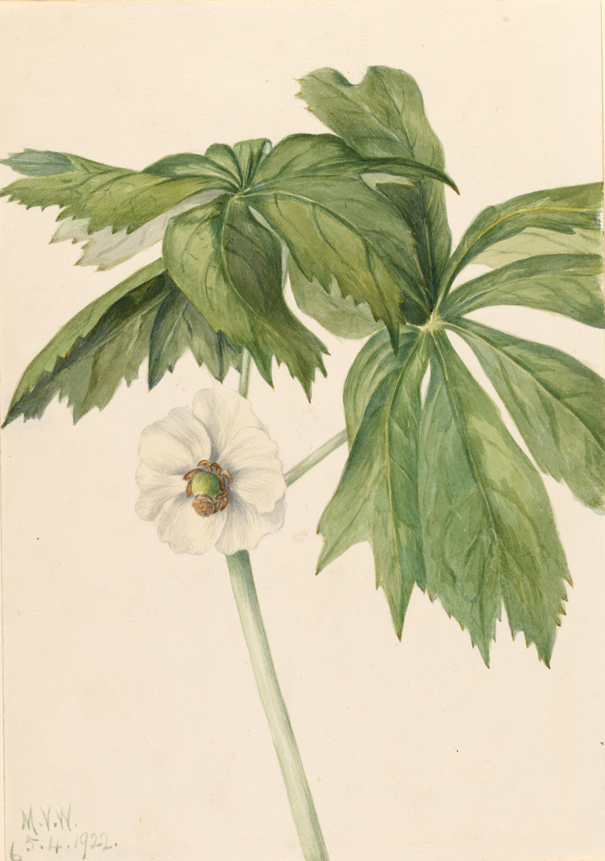 Mary Vaux Walcott, Mayapple (Podphyllum paltatum)