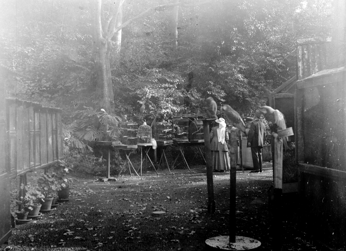 Juliane Fredrikke Langberg, Fra Madeira (ant.), mann og kvinne betrakter rad med fuglebur plassert utendørs. I forgrunnen 3 papegøyer på trestativ. Serie ant. fra reise tilbake dit fotografen var med sin mor (1862-63) og hvor moren døde 1863. Fra malerinne Juliane Fredrikke Langbergs (1856-1930) samling tatt 1885-1910 med mot…