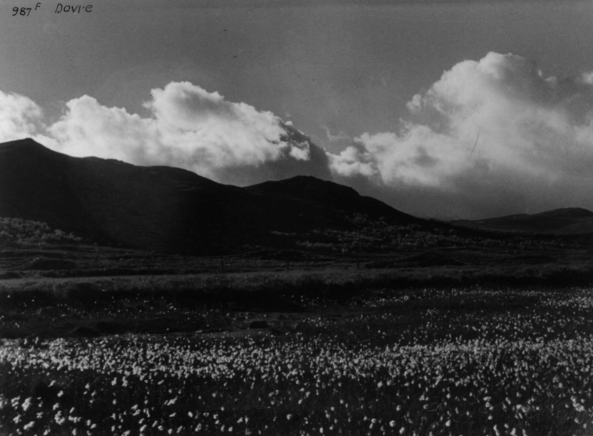 Anders Beer Wilse, Dovrefjell, Fjellvidde, Myrull