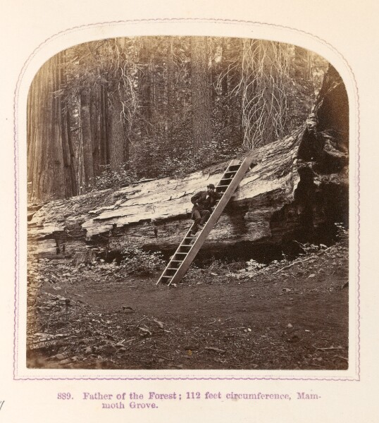 Thomas Houseworth, Father of the Forest