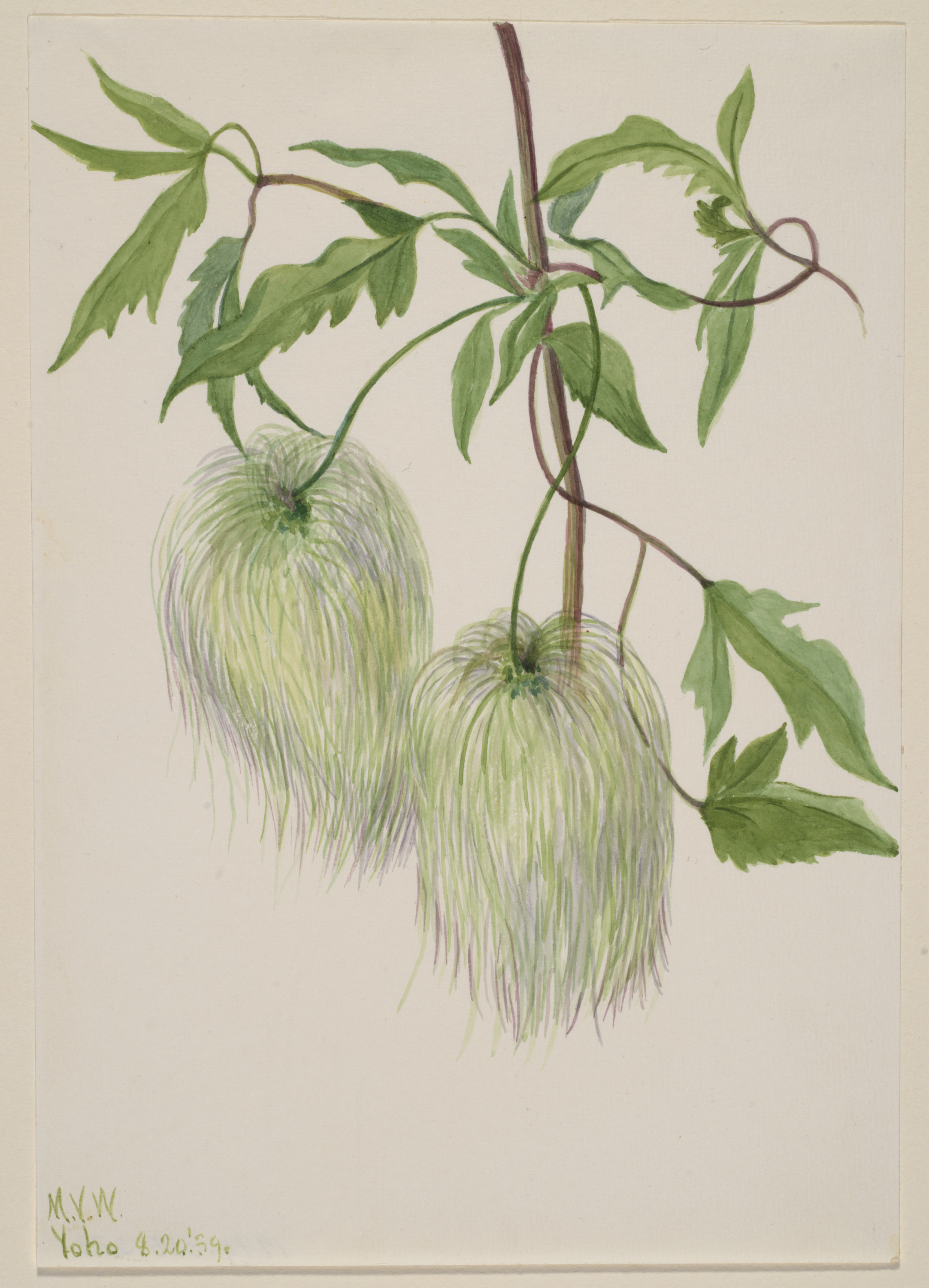 Mary Vaux Walcott, Untitled--Plant Study