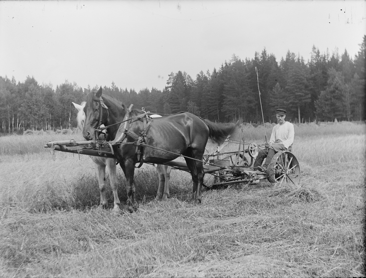 Josef Ärnström, Skörd med hästdragen jordbruksmaskin, sannolikt Josef Ärnströms bror Albert Ärnström, Sonbo, Films socken, Uppland