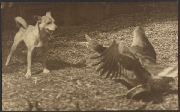 Louis Fleckenstein, [Angry Bird and Dog]
