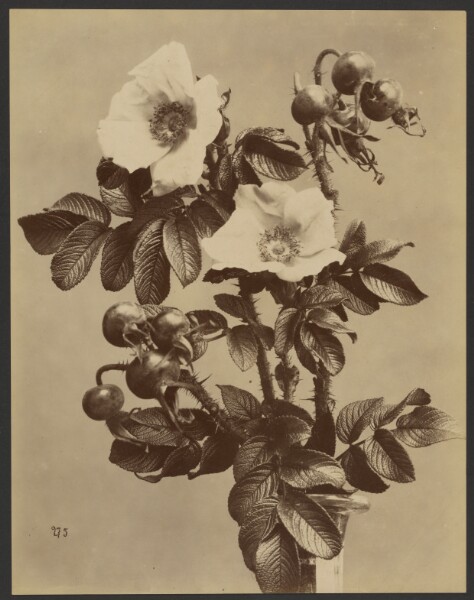 Unknown, [Floral study with two white flowers]