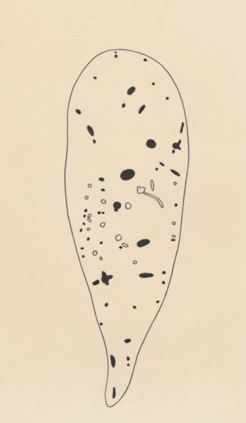 J Tinkelenberg, Cross section of the bronchi