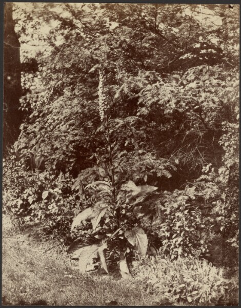 Unknown, [Foxglove]