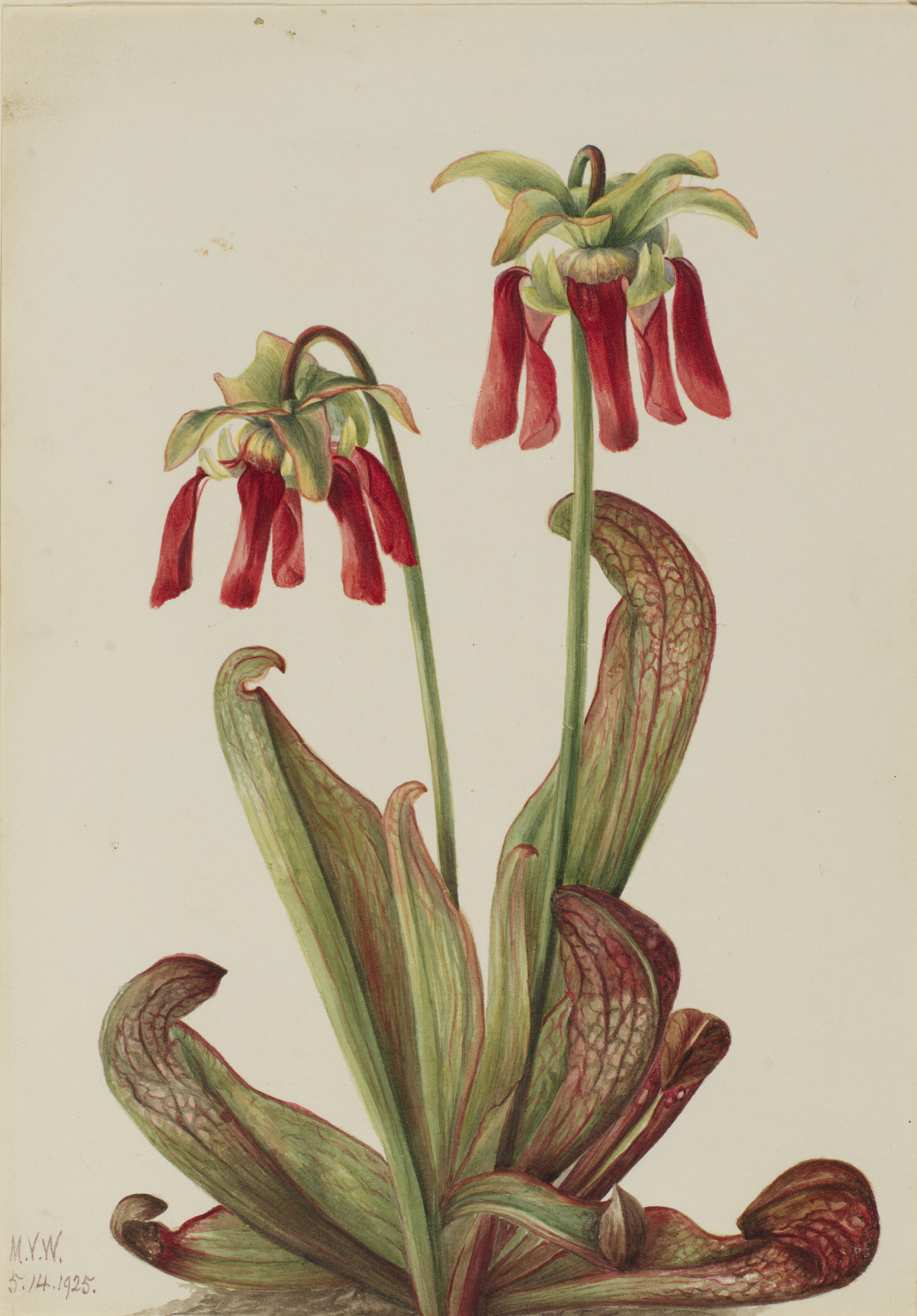 Mary Vaux Walcott, Parrot Pitcherplant (Sarracenia psittacina)