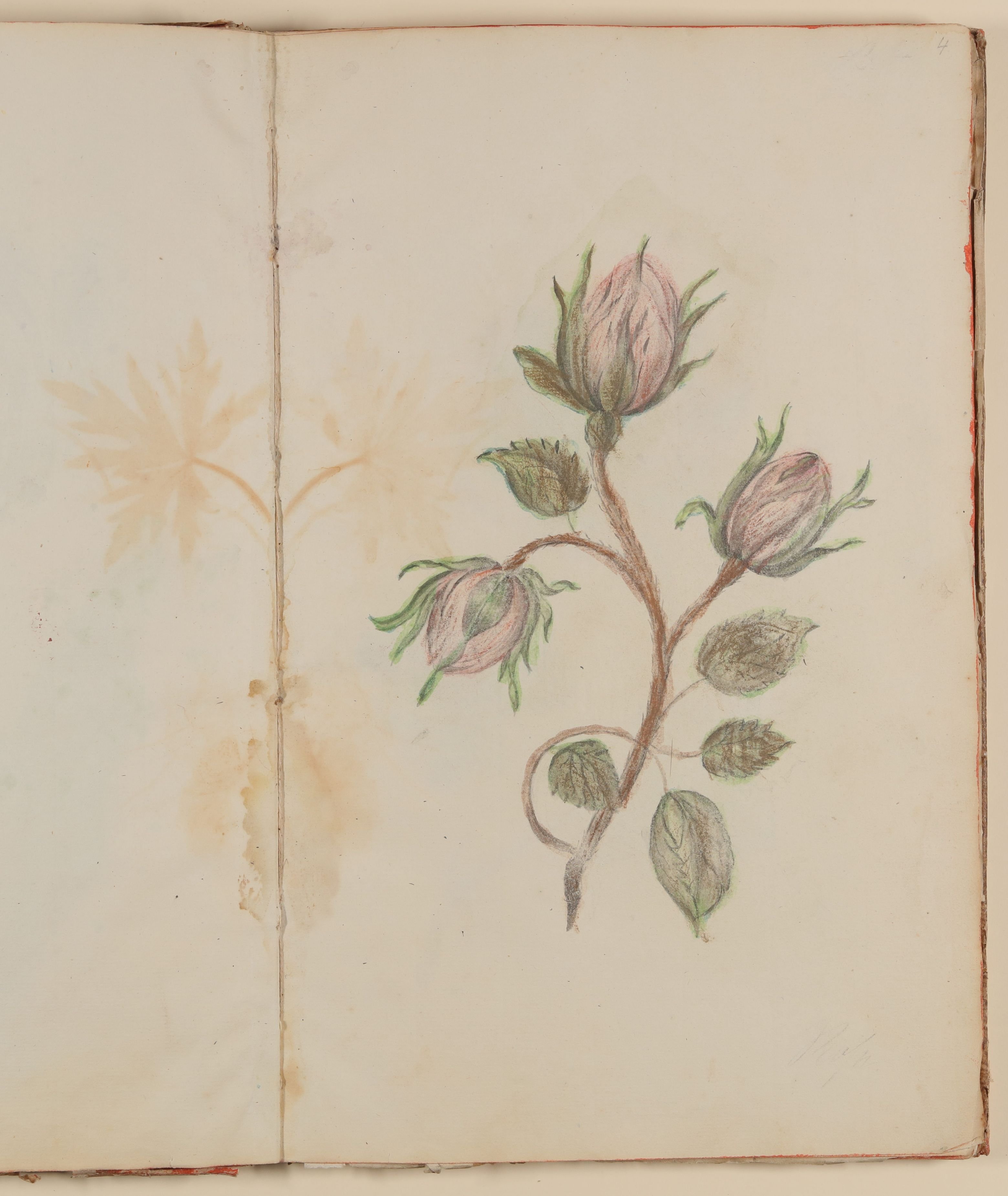 Marianne Franziska Seiffert von Klettenberg, Rose [aus einem Skizzenbuch der Marianne Franziska Seiffert von Klettenberg]