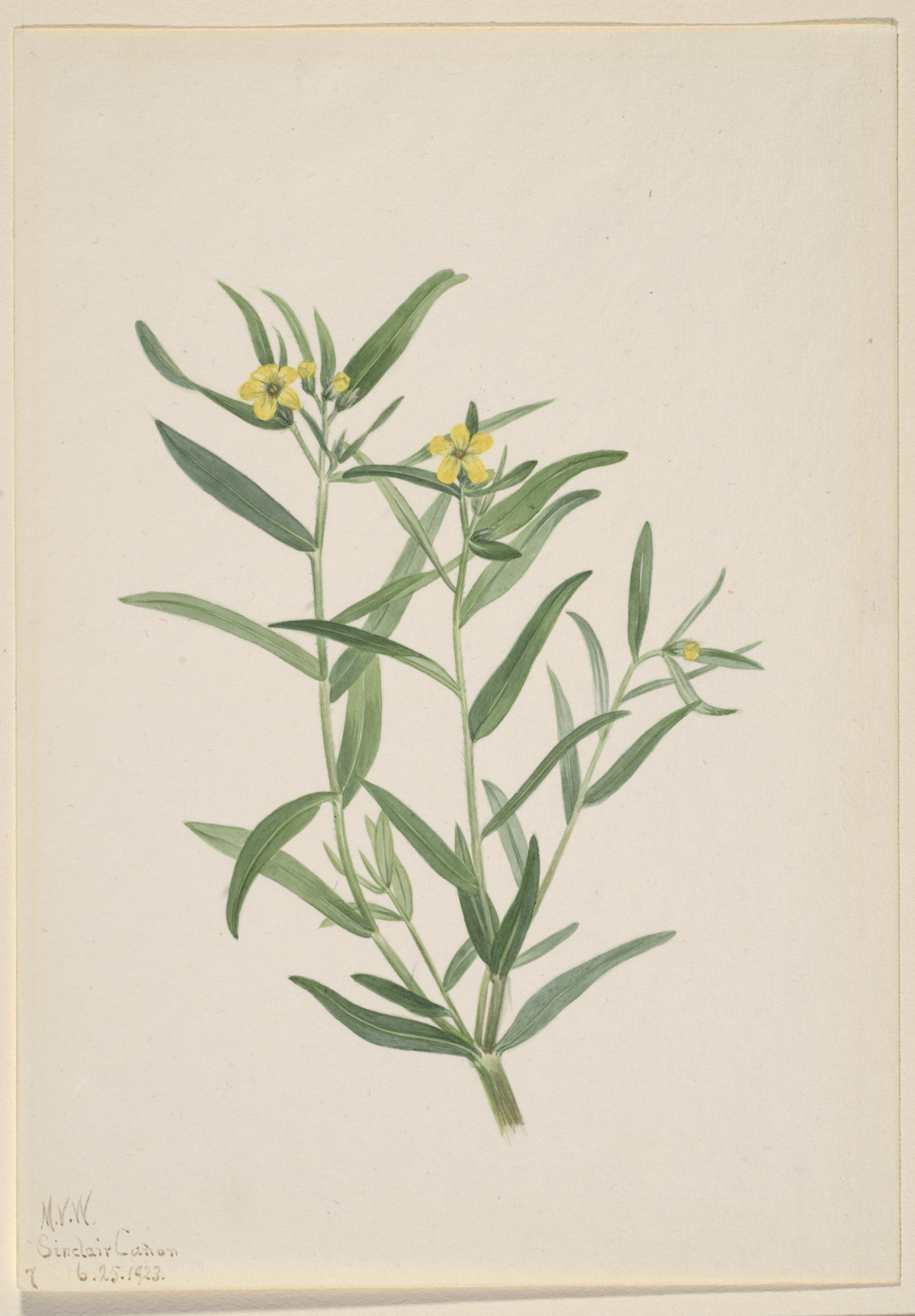 Mary Vaux Walcott, Untitled (Flower Study)