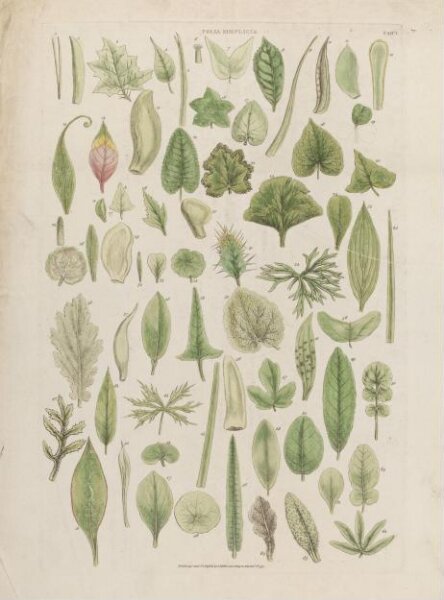 John Miller, Folia Simplicia