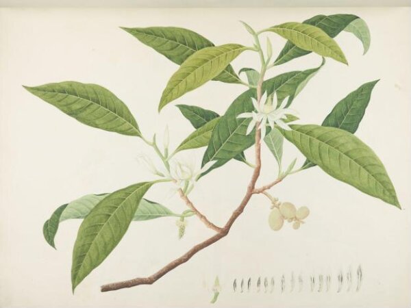 unknown, Flowers and Fruits