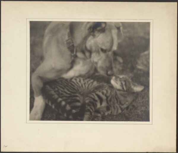Louis Fleckenstein, [Cat and Dog]