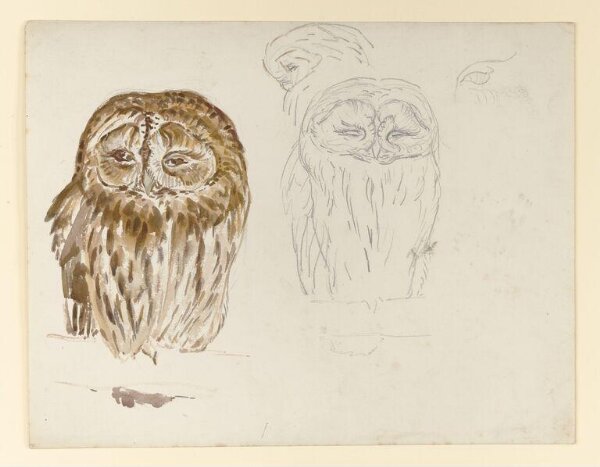 Potter, Beatrix, drawing