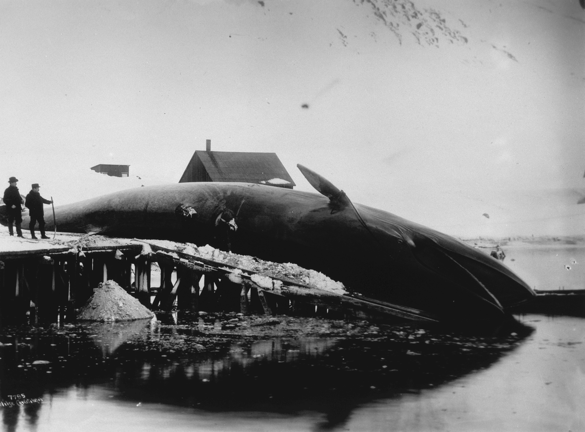 Anders Beer Wilse, Prot: Hval på Bryggen ved Hvalstation 1907
