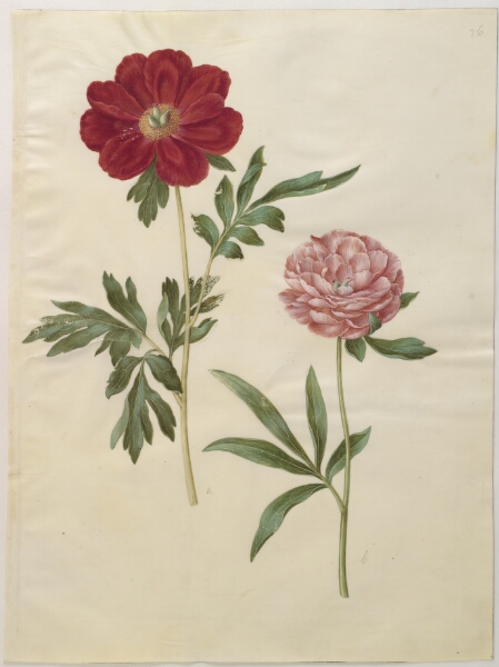 Hans Simon Holtzbecker, Paeonia officinalis (bonderose)