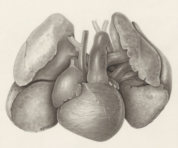 H.G Wetselaar, Heart and adjacent organs