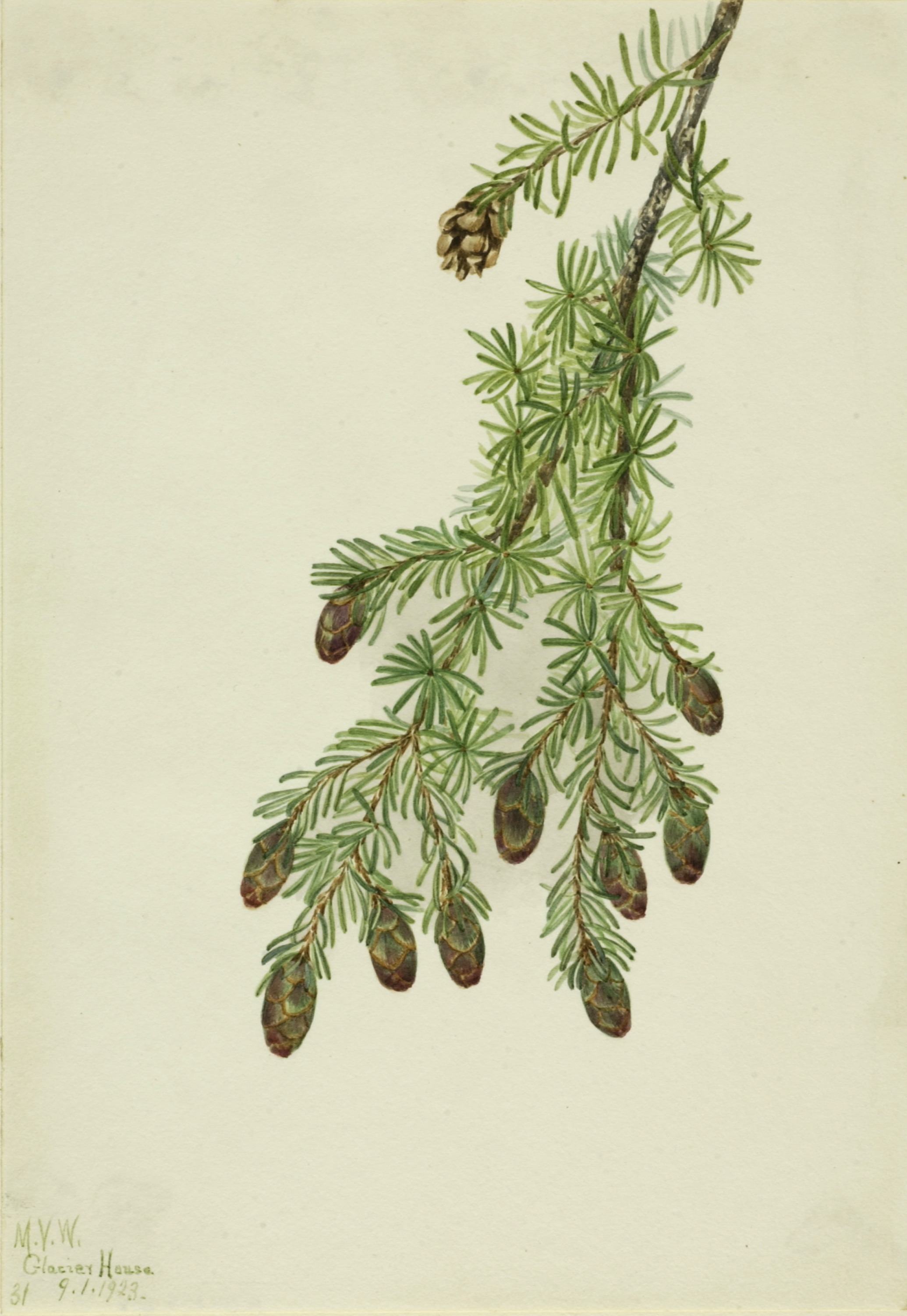 Mary Vaux Walcott, Western Hemlock (Tsuga heterophylla)